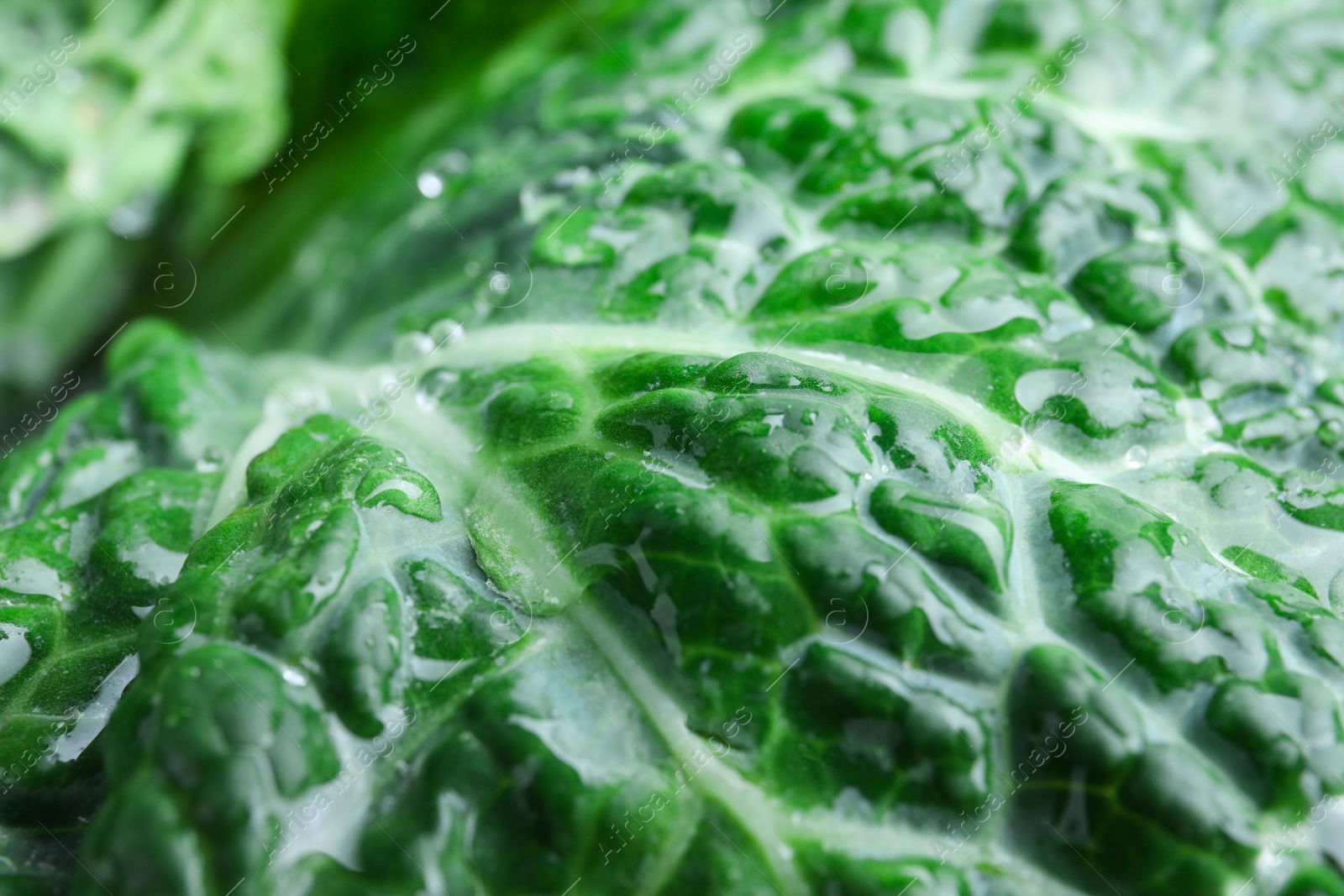 Photo of Leaf of fresh savoy cabbage as background, closeup