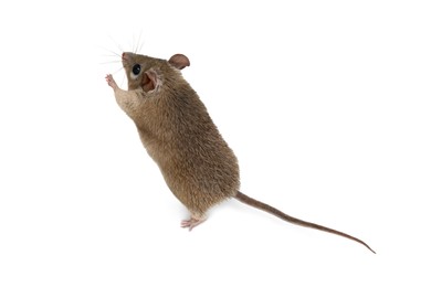 Photo of Spiny mouse and running ball on white background