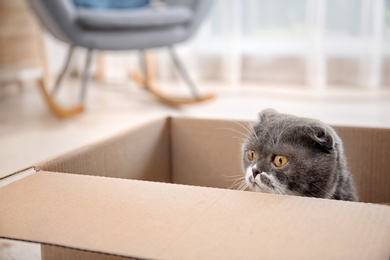 Photo of Cute cat playing with cardboard box at home
