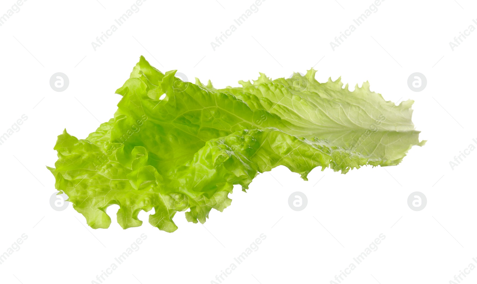 Photo of Leaf of fresh lettuce for burger isolated on white