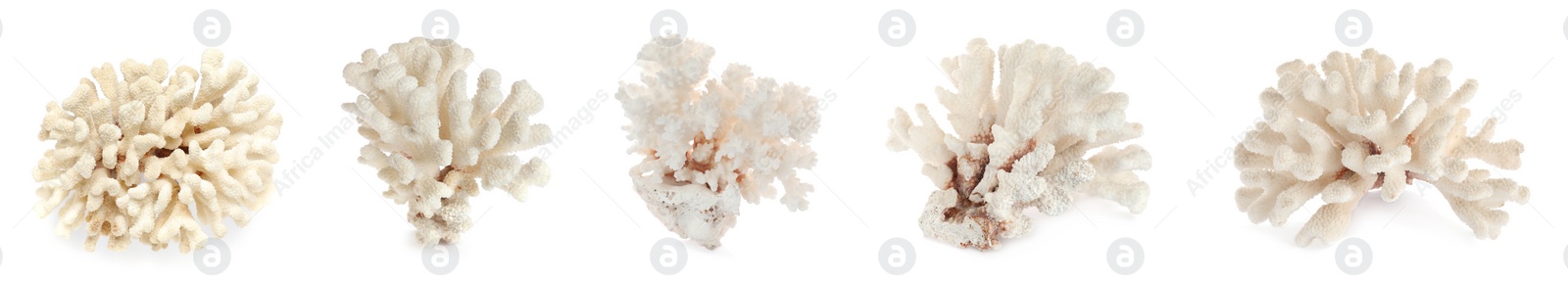 Image of Set with beautiful corals on white background. Banner design 