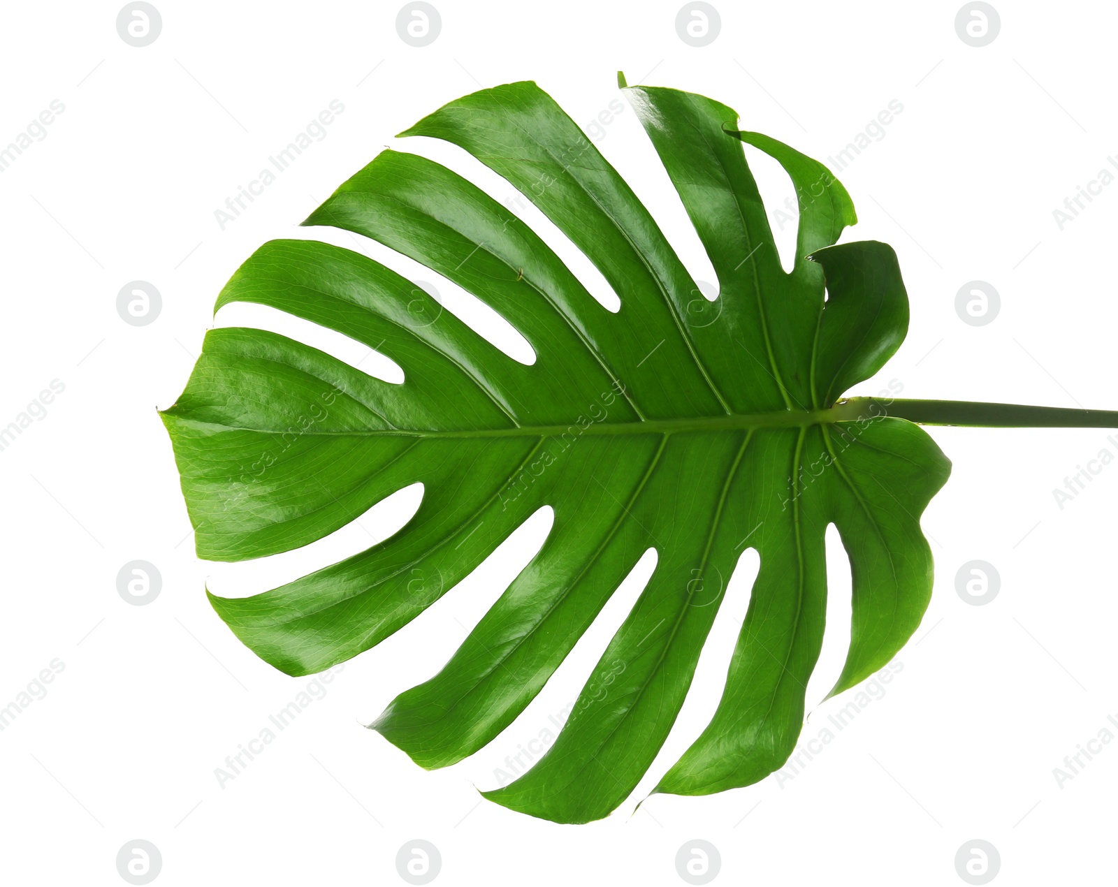 Photo of Fresh tropical monstera leaf on white background