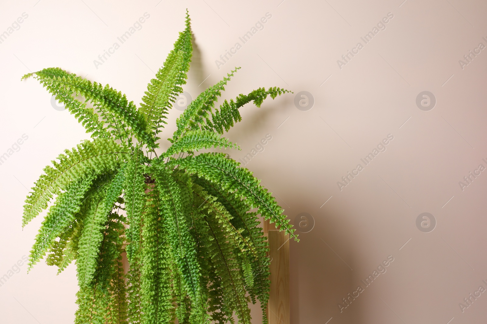 Photo of Beautiful fern plant near beige wall, space for text. House decor