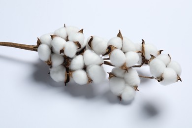 Photo of Branch with cotton flowers on white background