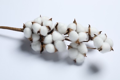 Branch with cotton flowers on white background