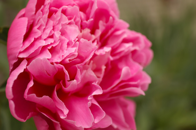 Beautiful blooming pink peony outdoors, closeup view