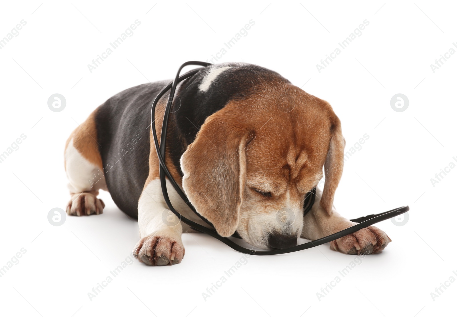 Photo of Naughty Beagle dog with damaged electrical wire on white background