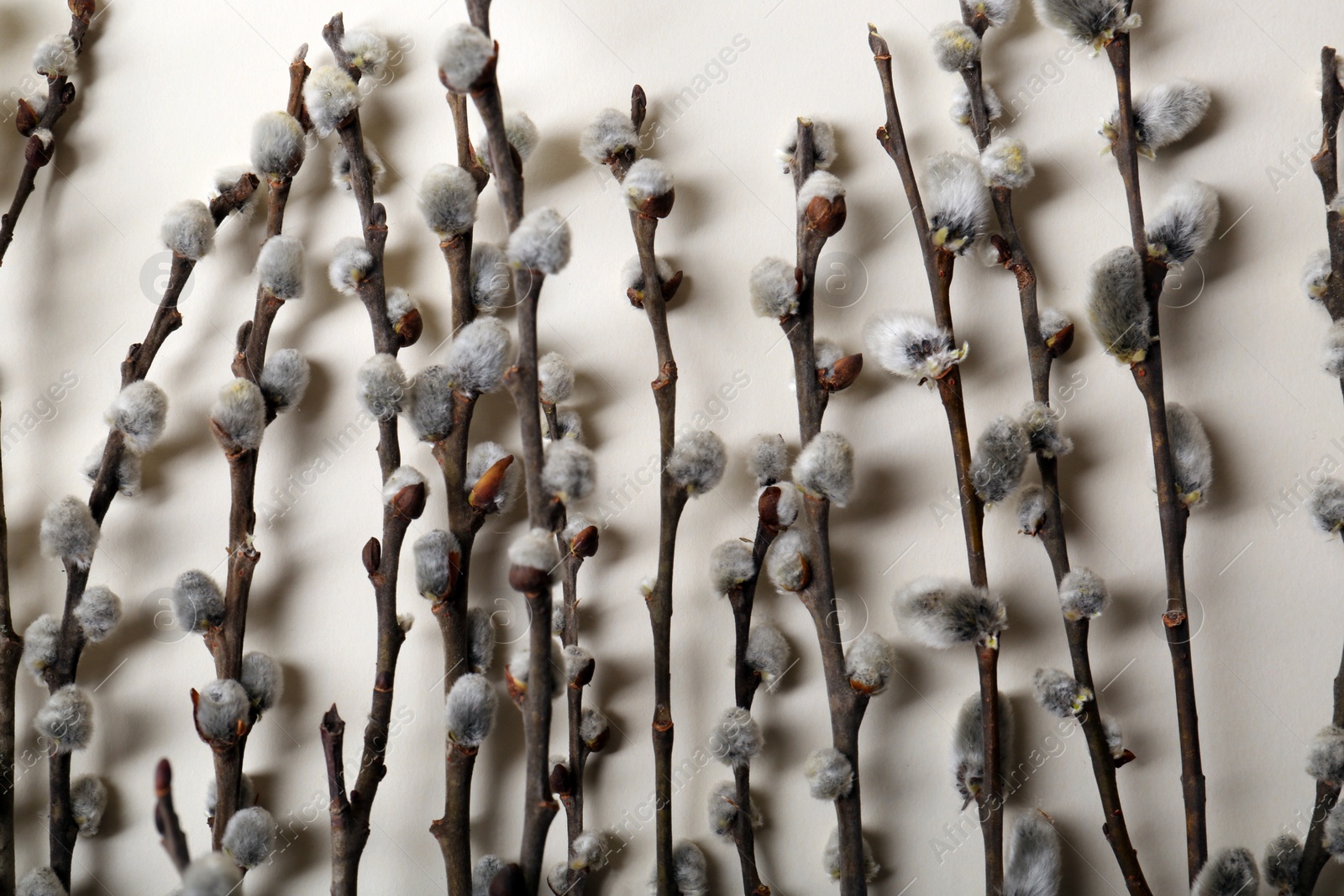 Photo of Beautiful willow branches with fuzzy catkins on beige background, flat lay