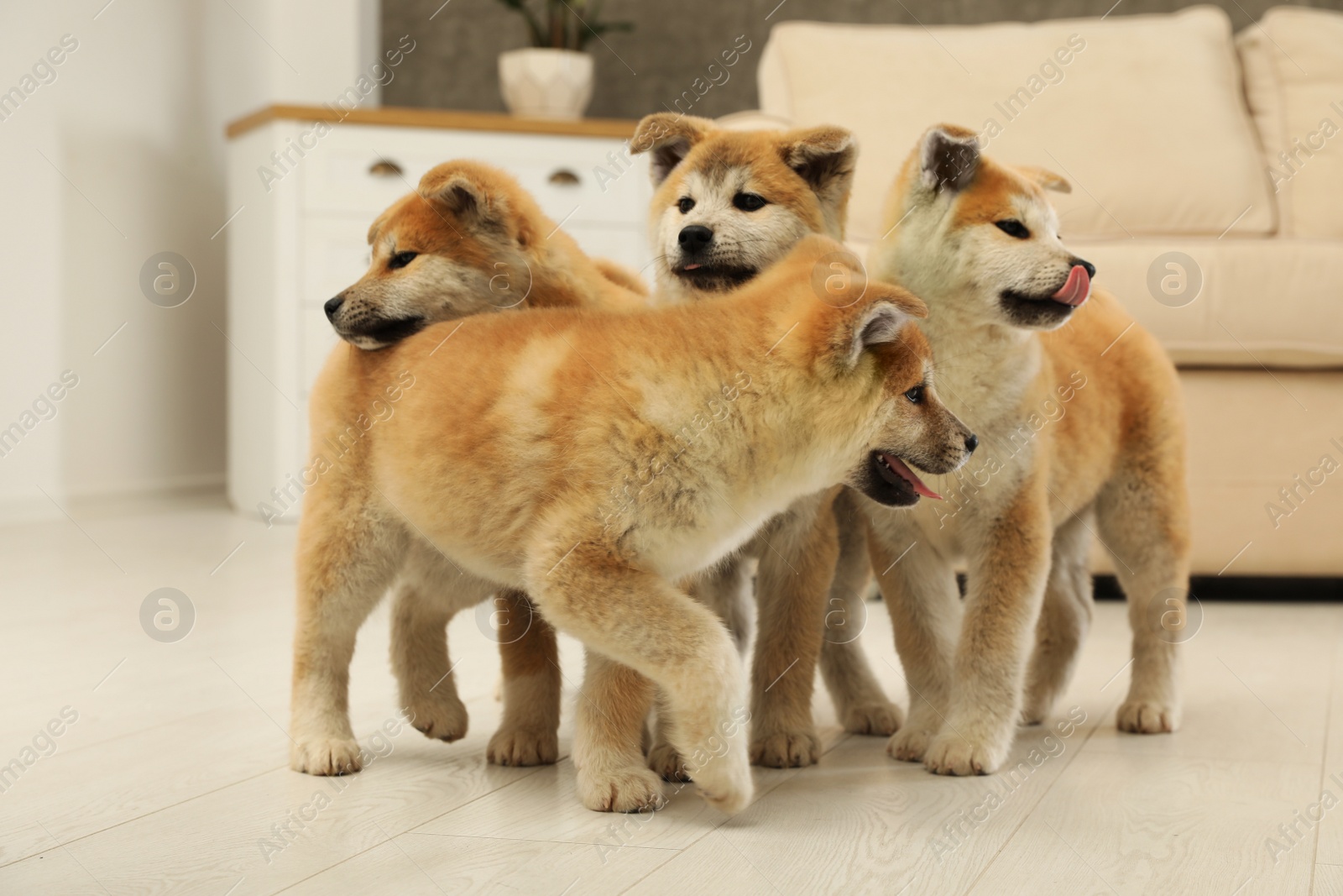 Photo of Cute akita inu puppies on floor in living room