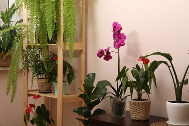 Photo of Beautiful houseplants in pots indoors. House decor