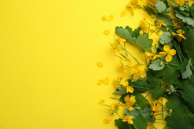 Celandine with beautiful flowers on yellow background, flat lay. Space for text