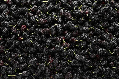 Photo of Ripe black mulberries as background, top view