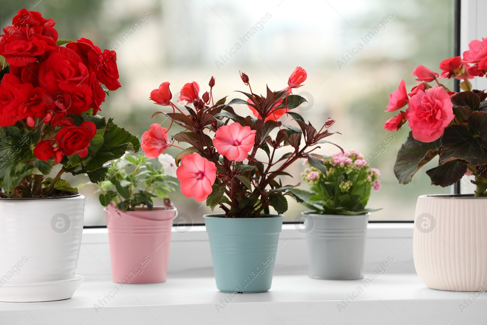 Photo of Different beautiful flowers in pots on windowsill indoors