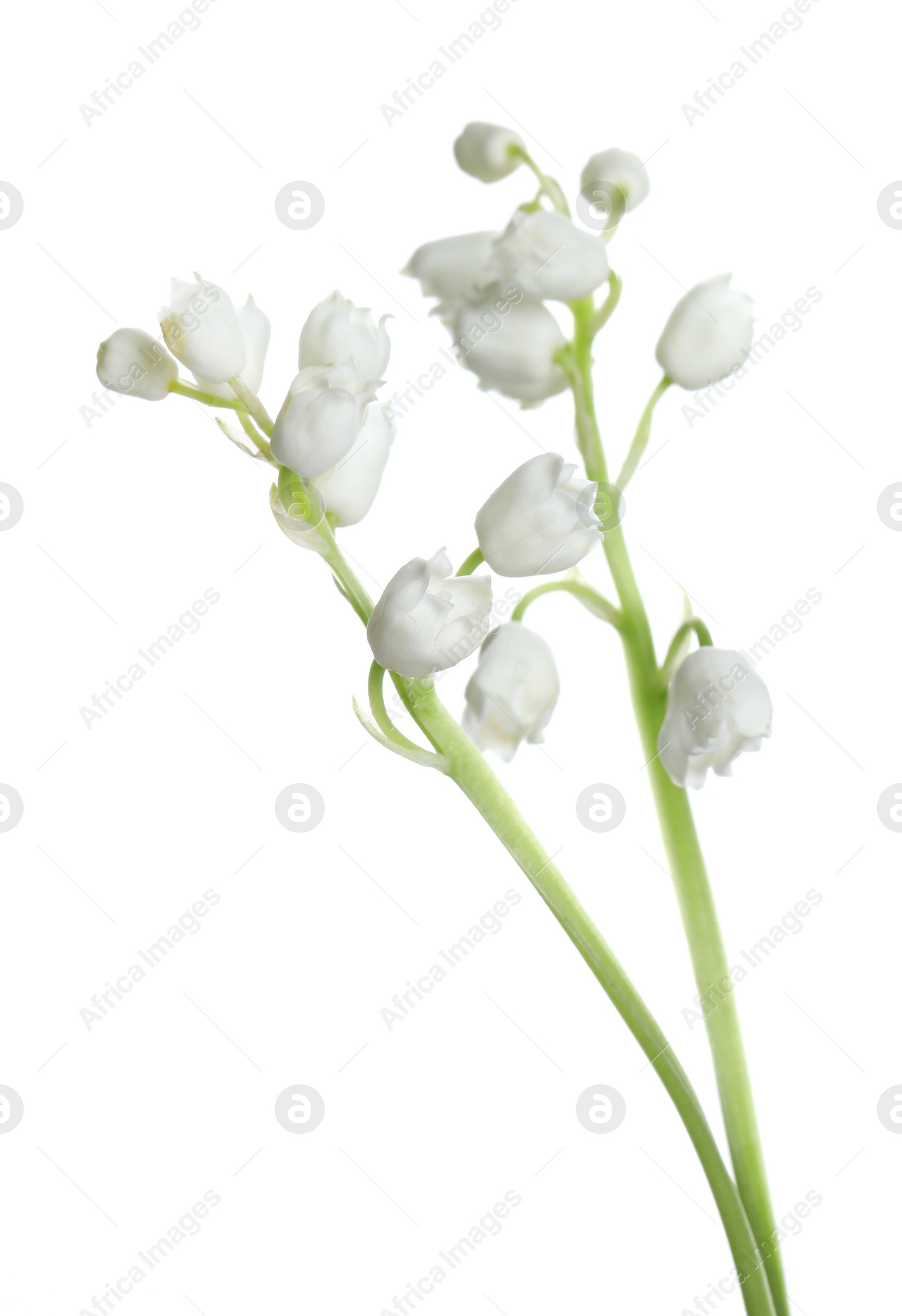 Photo of Beautiful lily of the valley flowers on white background