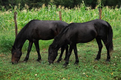 Photo of Two beautiful black horses grazing near corn field outdoors