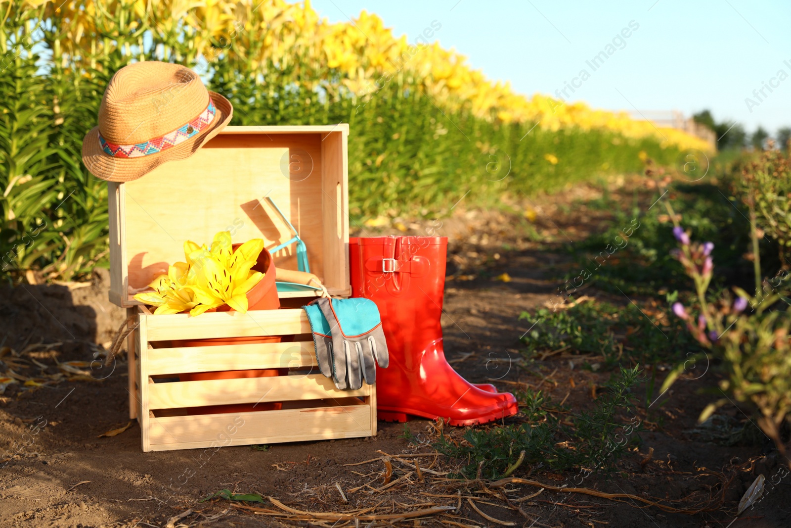 Photo of Wooden crates, fresh lilies and gardening tools at flower field. Space for text