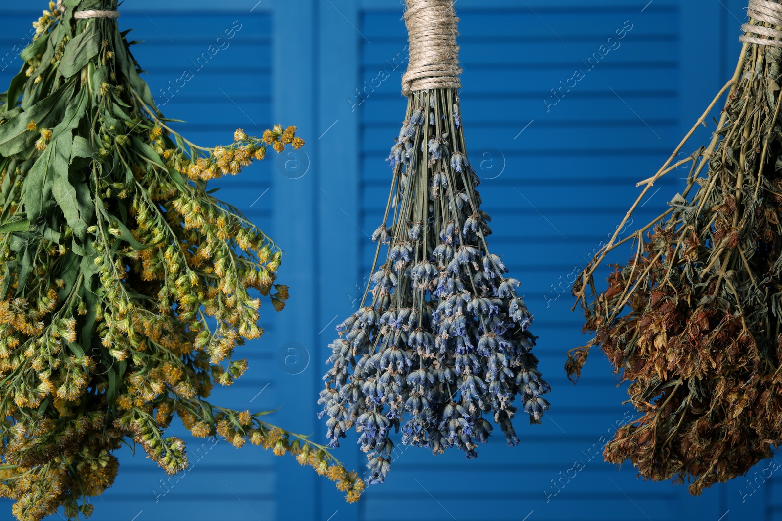 Photo of Bunches of different dry herbs hanging on blue background