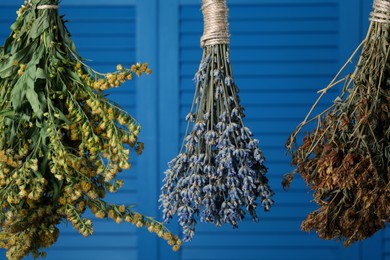 Photo of Bunches of different dry herbs hanging on blue background