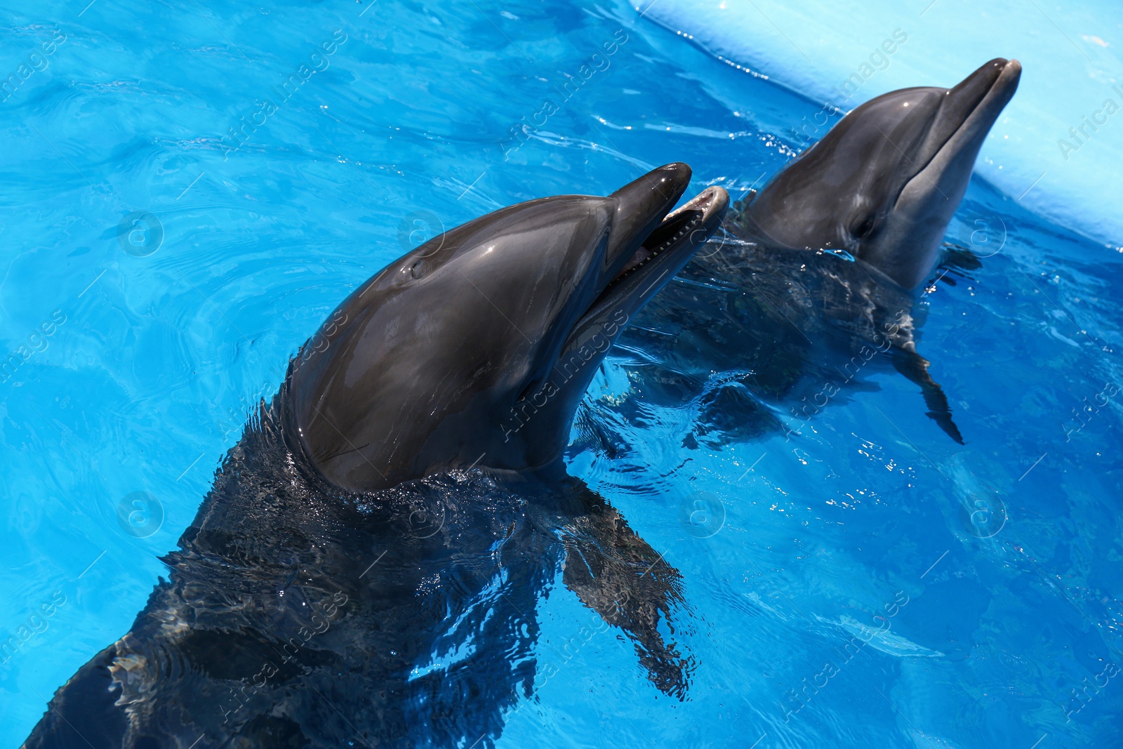 Photo of Dolphins swimming in pool at marine mammal park