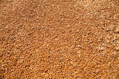 Photo of Pile of wheat grains as background, closeup view