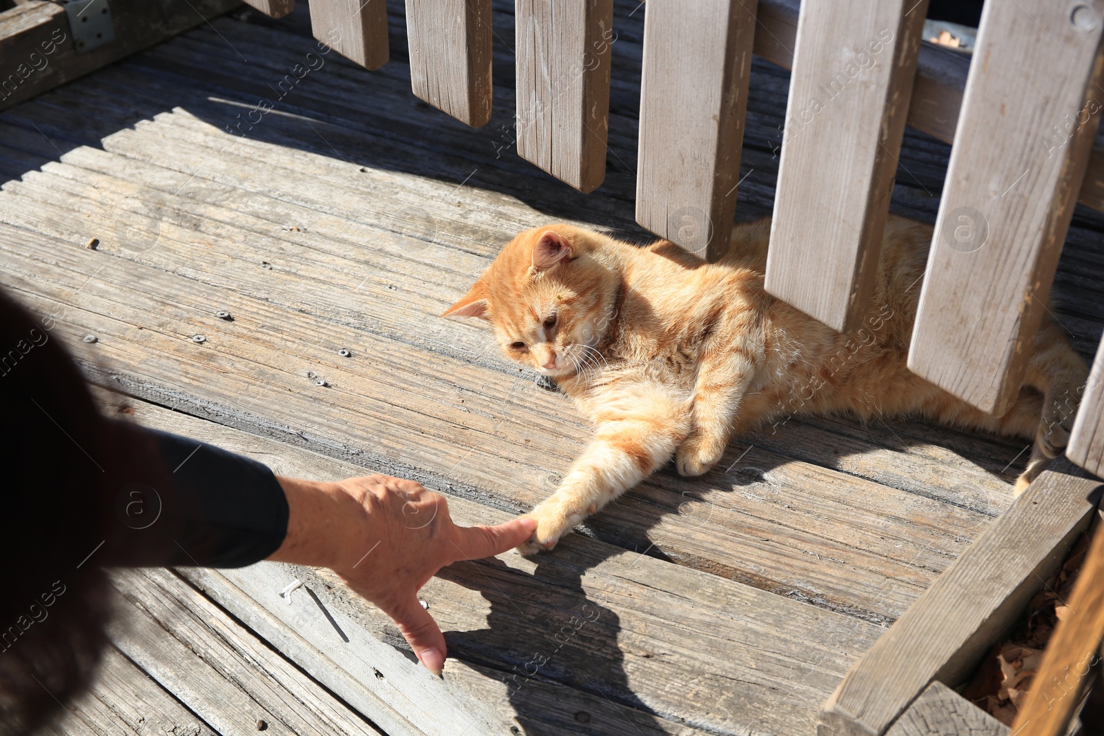 Photo of Woman stroking stray cat outdoors, closeup. Homeless animal