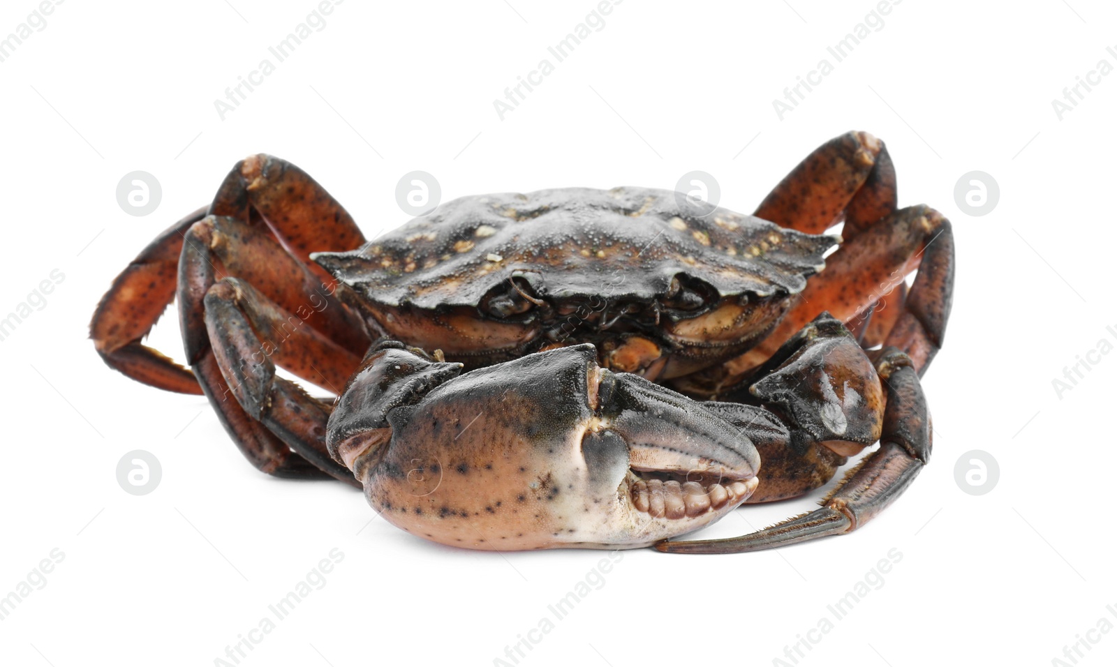 Photo of One fresh raw crab isolated on white