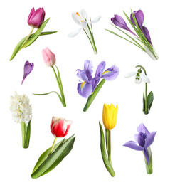 Collage with beautiful spring flowers on white background.