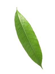 Photo of Fresh green mango leaf on white background