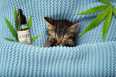 Bottle of CBD oil and cute kitten sleeping wrapped in blue knitted blanket, top view