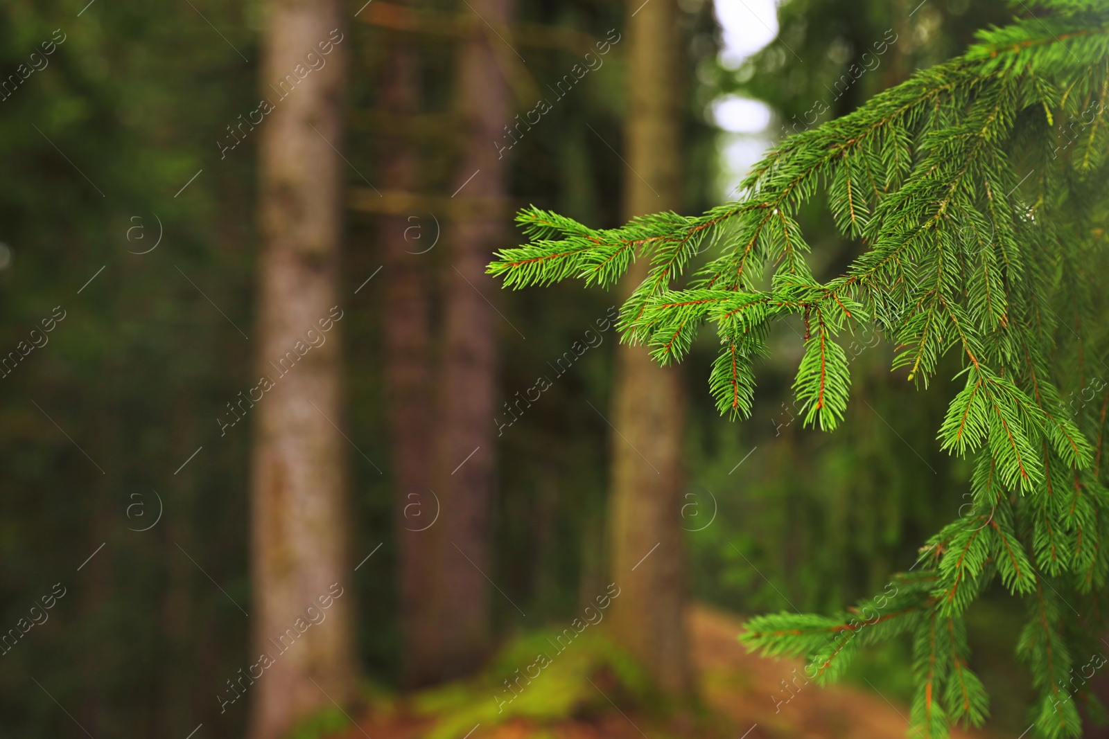 Photo of Beautiful fir with green branches in forest, closeup