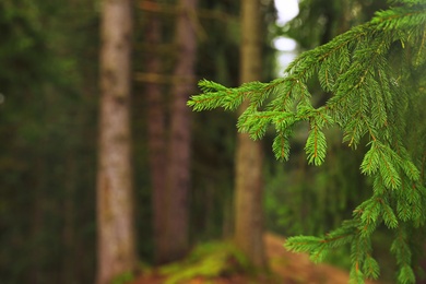 Beautiful fir with green branches in forest, closeup