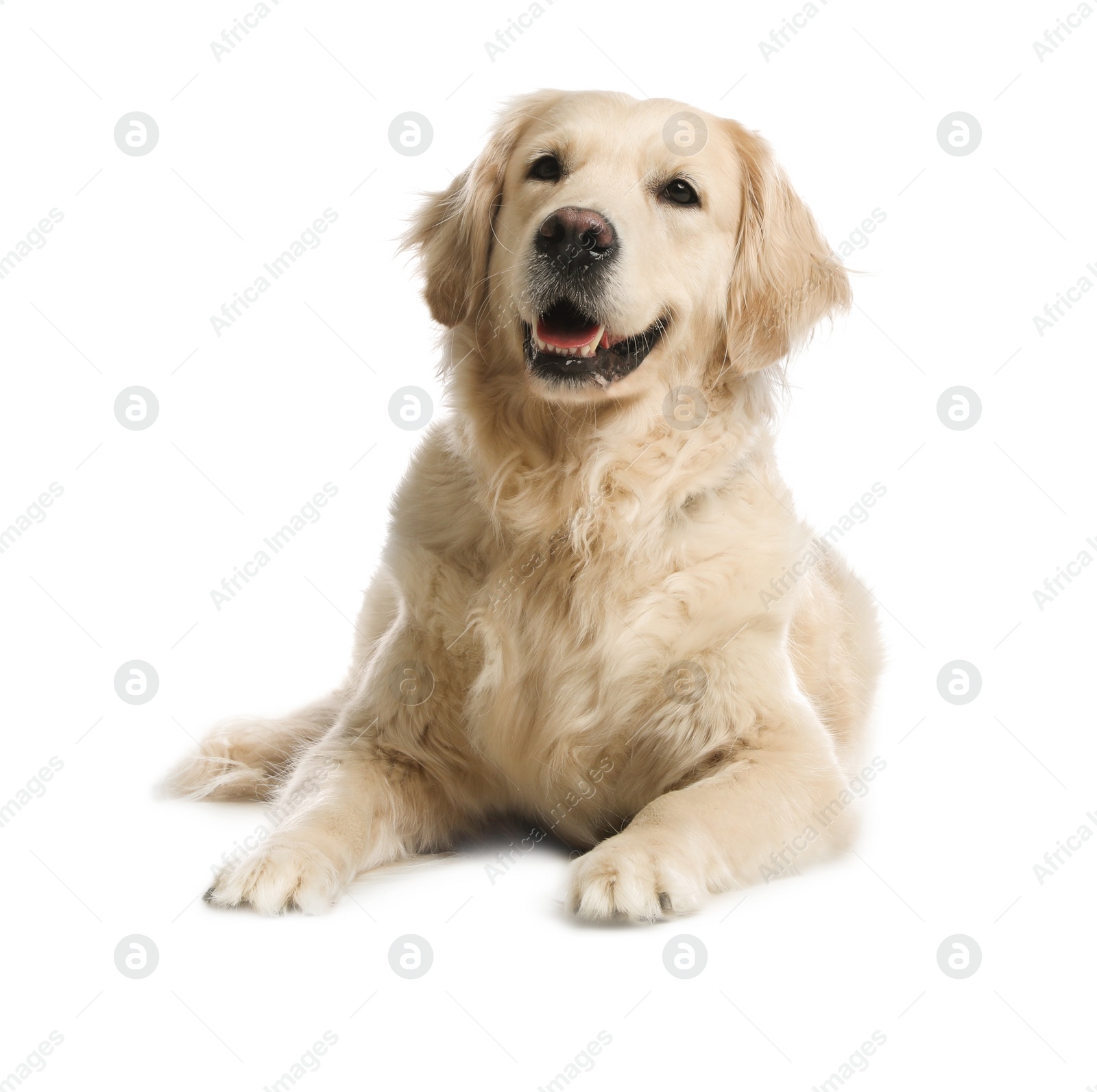 Photo of Cute Golden Retriever dog on white background