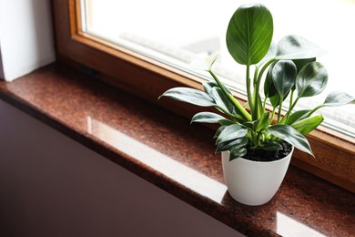 Photo of Beautiful green houseplant on window sill indoors, space for text