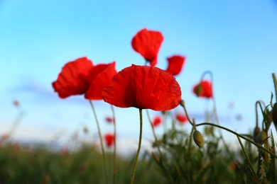 Photo of Beautiful blooming red poppy flowers in field against blue sky