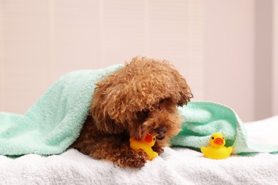 Photo of Cute Maltipoo dog wrapped in towel gnawing rubber duck indoors. Lovely pet