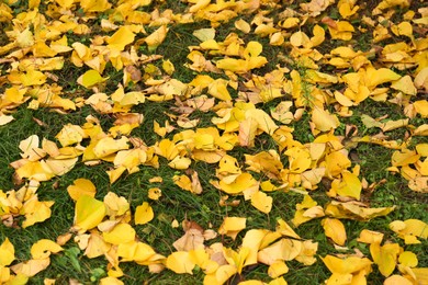 Photo of Fallen yellow autumn leaves on green grass