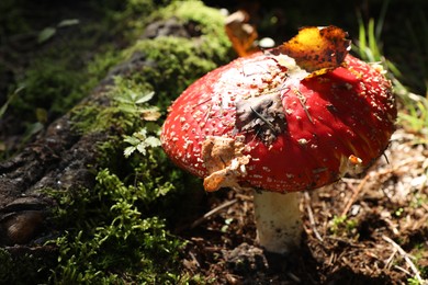 Photo of One poisonous mushroom growing in forest, closeup