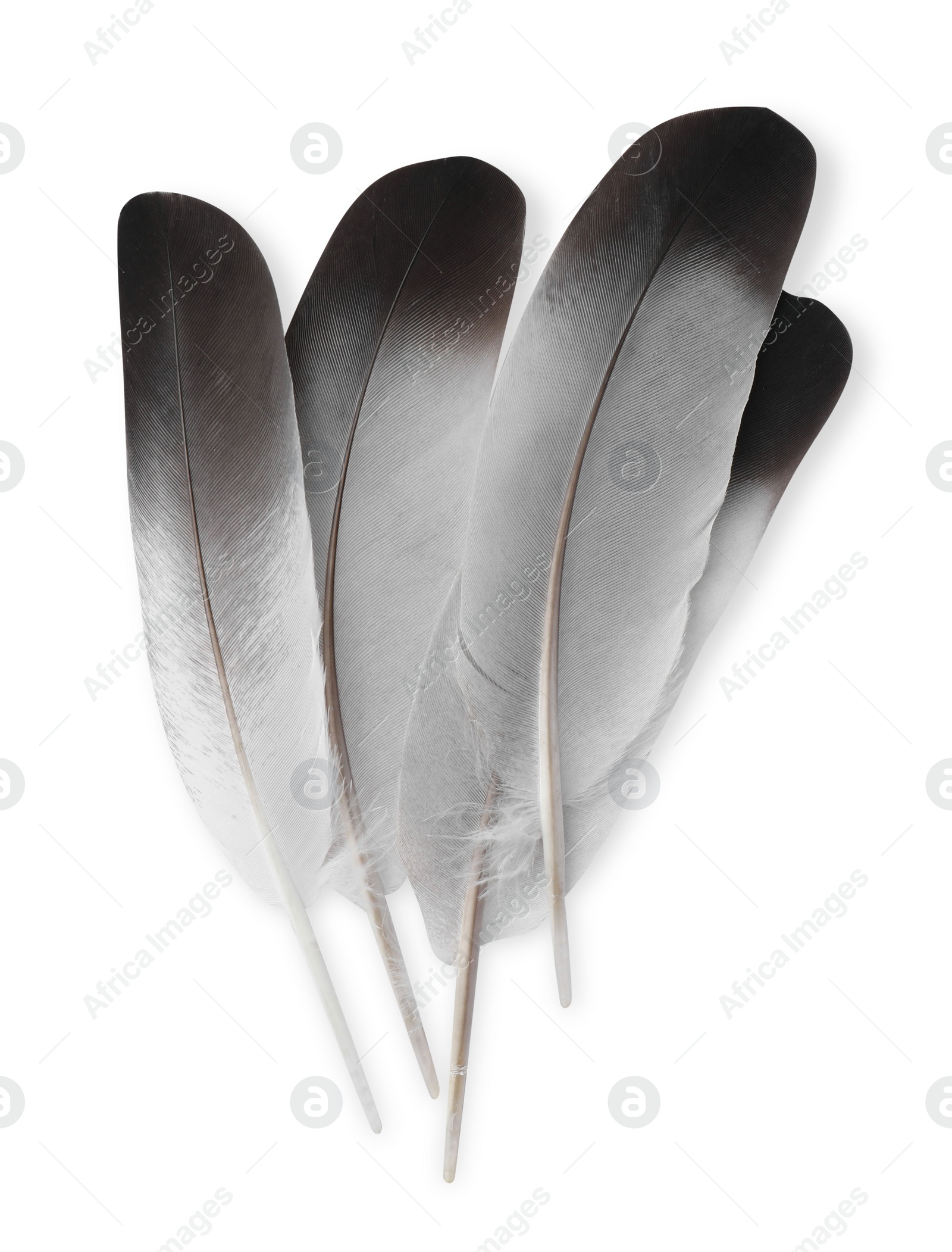 Photo of Many beautiful bird feathers isolated on white, top view