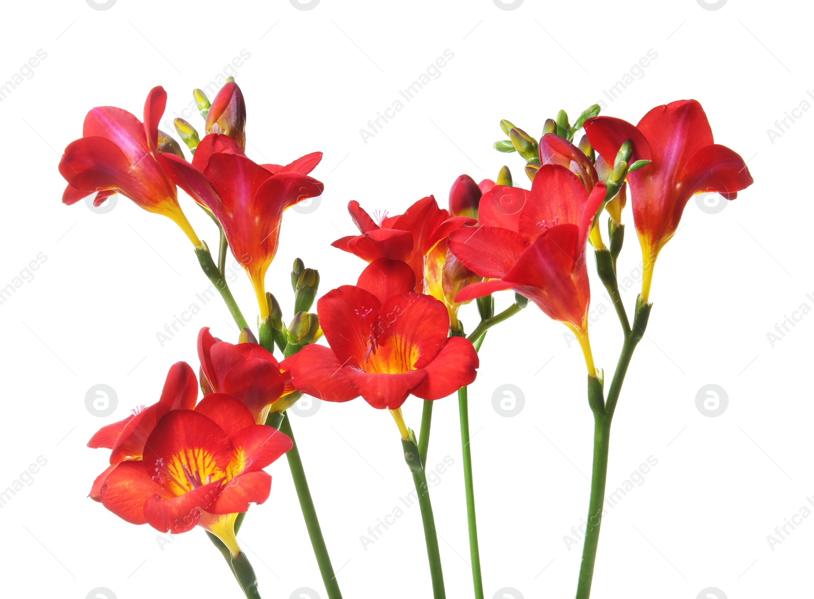 Photo of Beautiful freesia flowers on white background