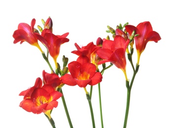 Photo of Beautiful freesia flowers on white background