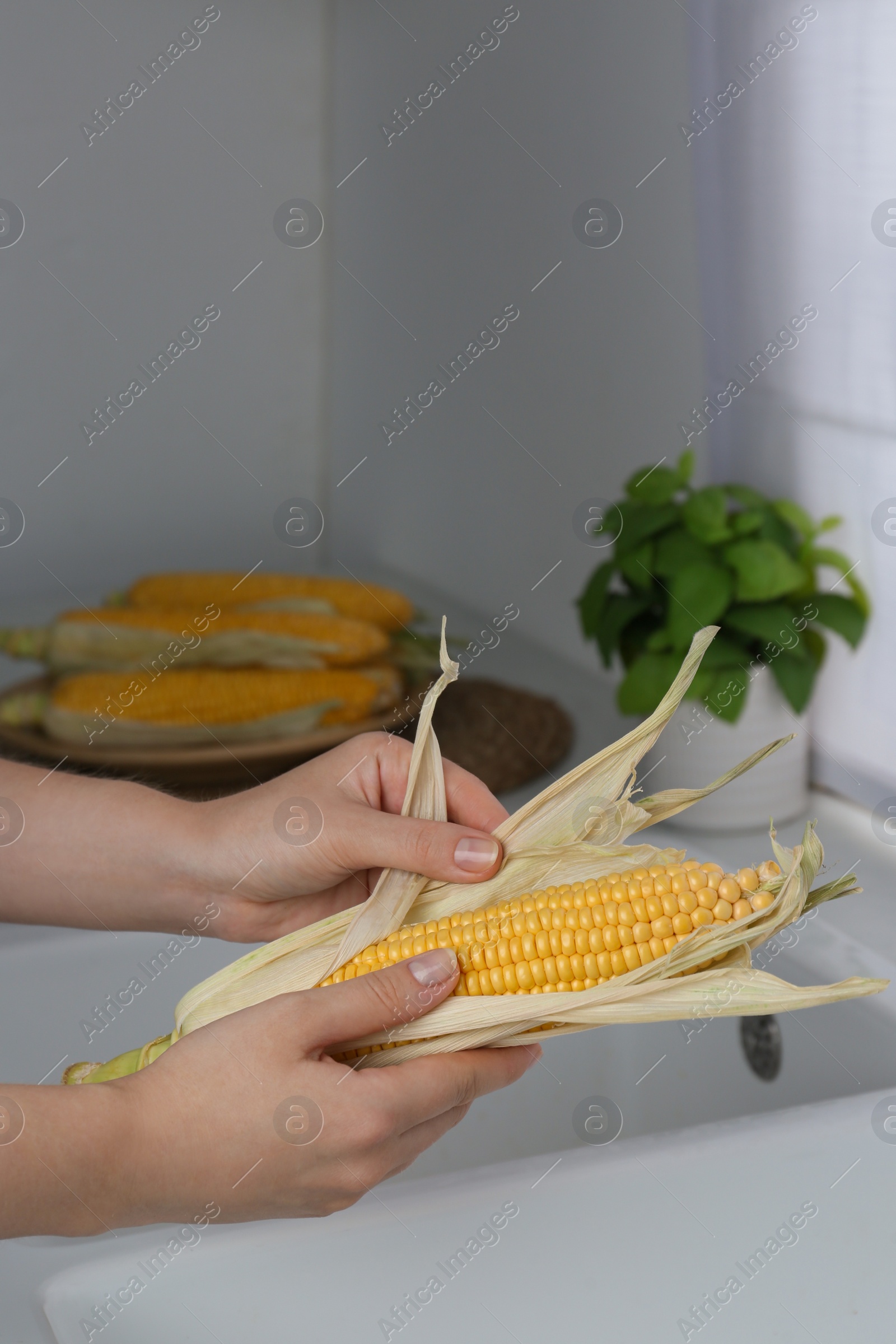 Photo of Woman husking corn cob in kitchen, closeup