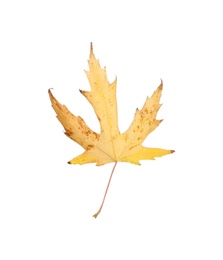 Dry leaf of Japanese maple tree isolated on white. Autumn season