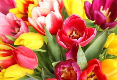 Photo of Beautiful bright spring tulips on white background