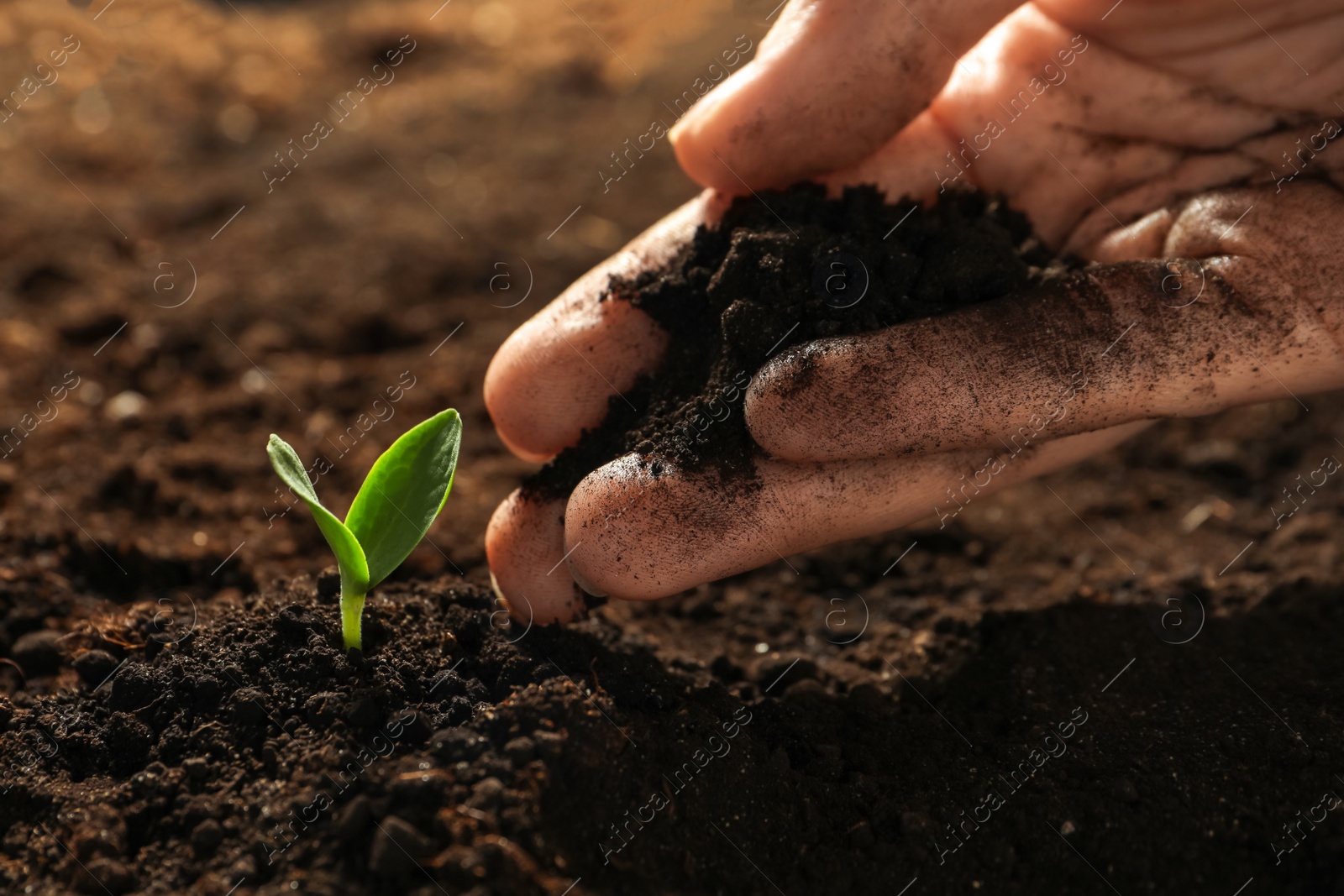 Photo of Woman taking care of young vegetable seedling outdoors, closeup