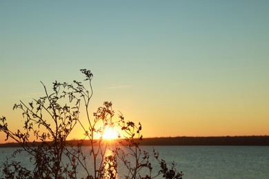 Photo of Silhouette of beautiful plant near river at sunset