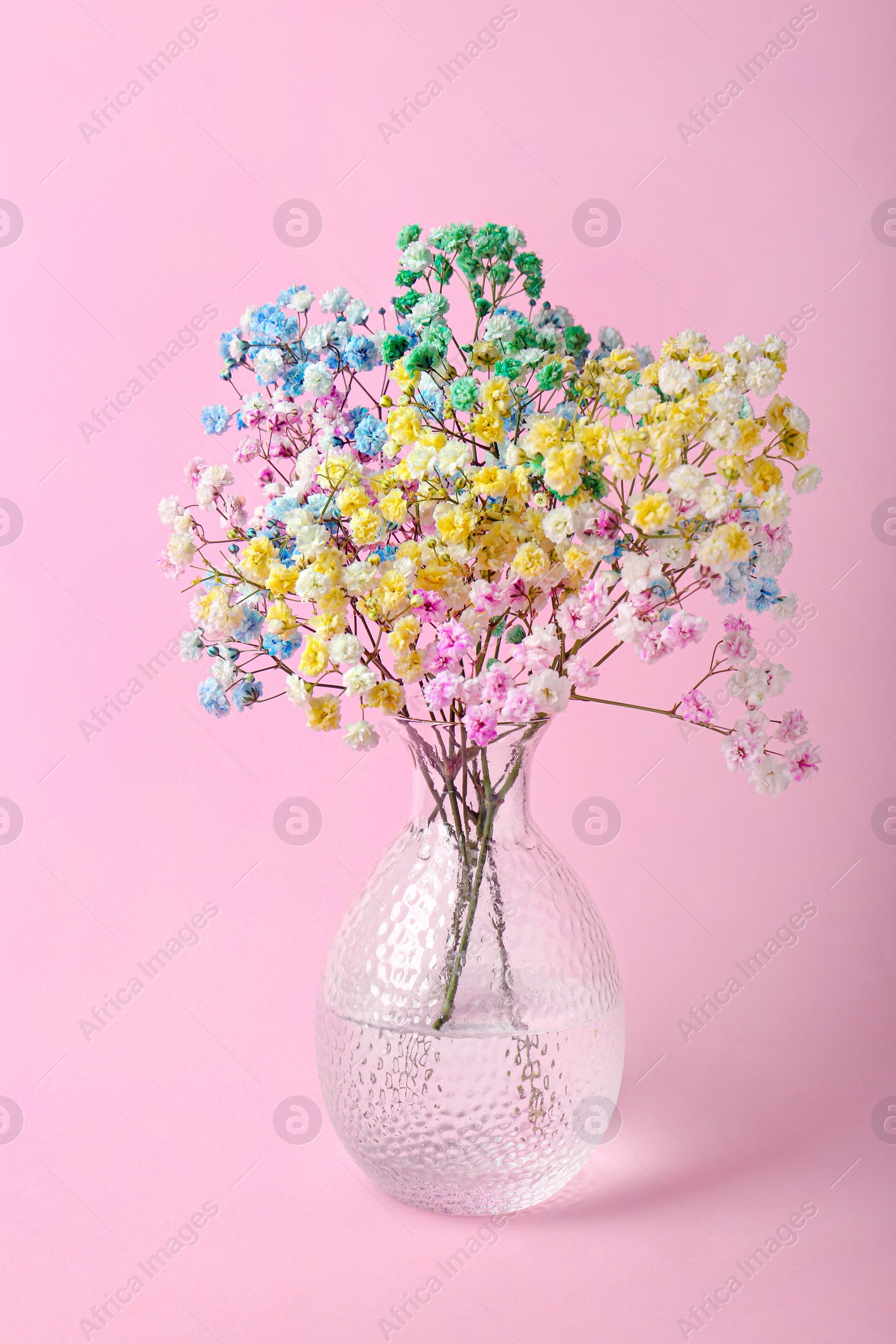 Photo of Beautiful dyed gypsophila flowers in glass vase on pink background