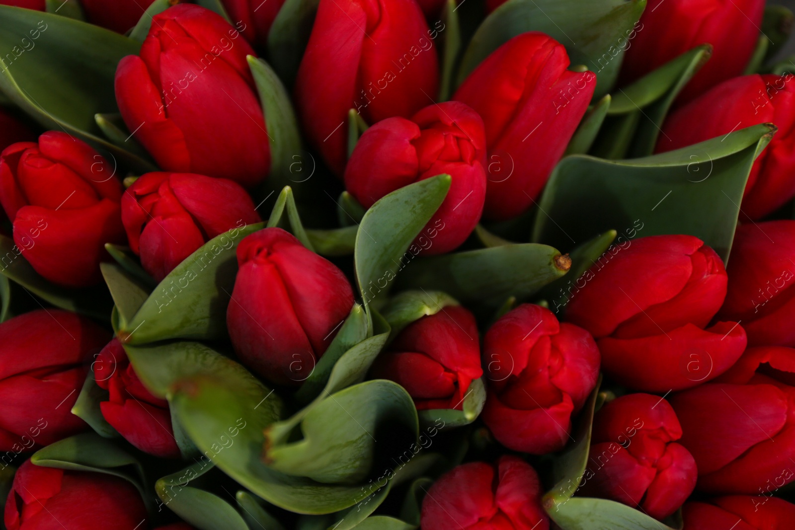 Photo of Fresh beautiful tulip flowers as background, top view