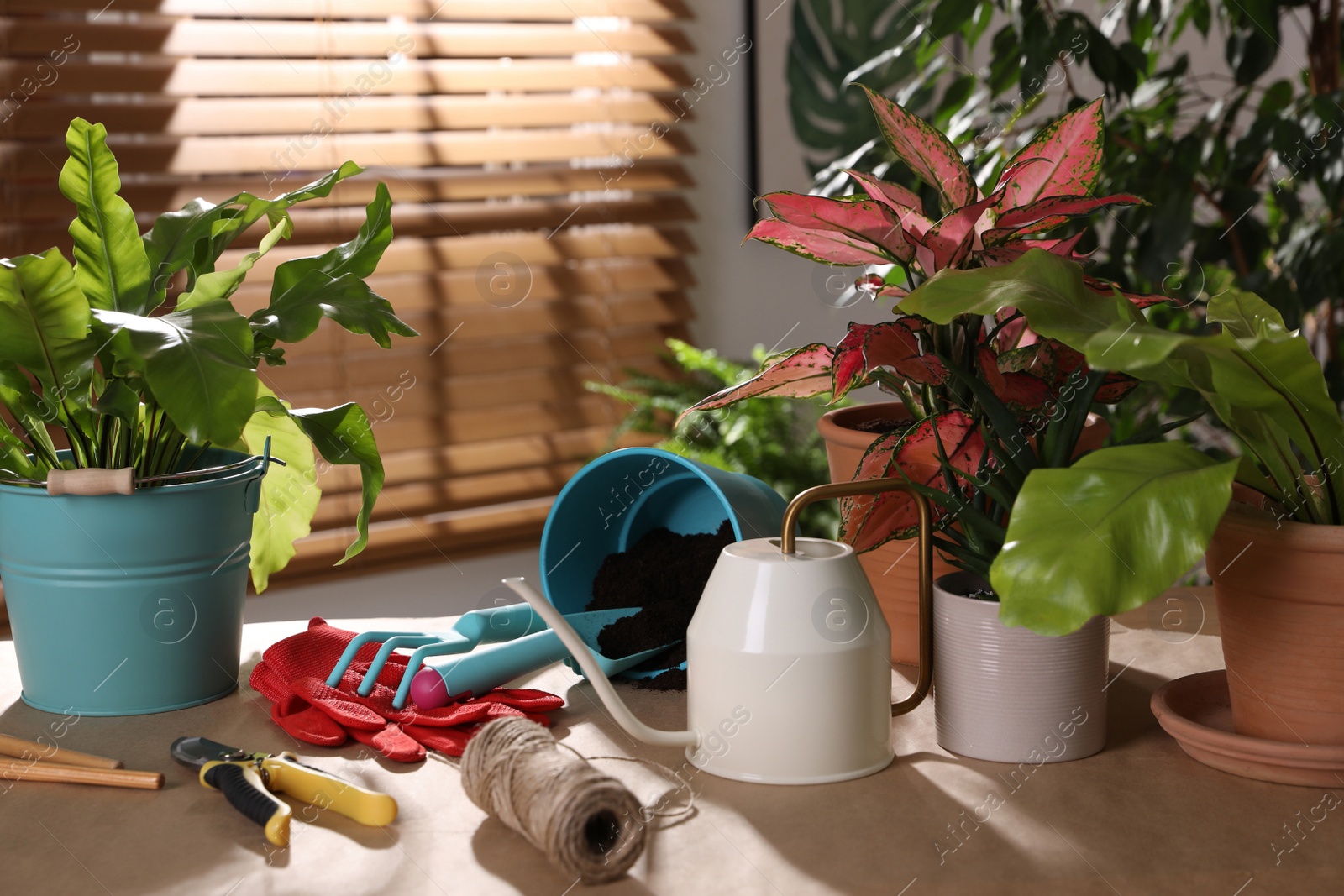 Photo of Beautiful houseplants and gardening tools on table indoors