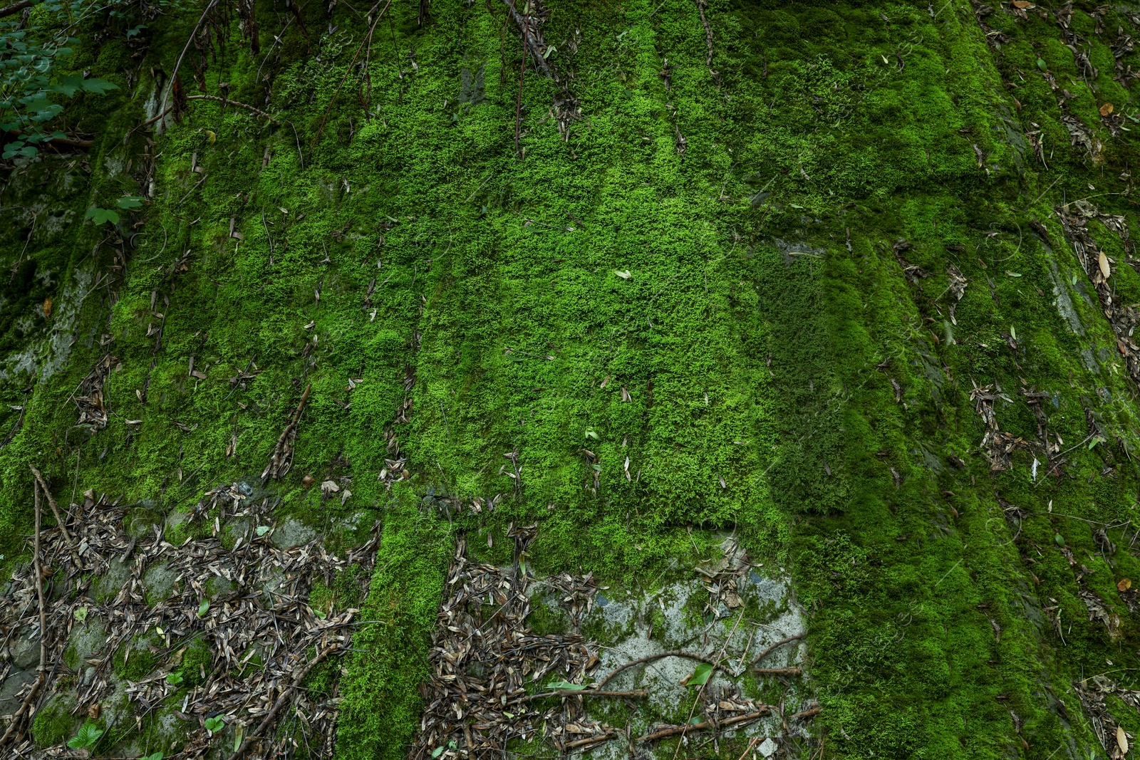 Photo of Stone wall overgrown with green moss outdoors