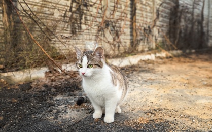 Photo of Lonely stray cat outdoors. Pet homelessness problem